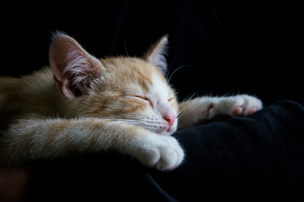 cat, comfortable, sleep-1056661.jpg
