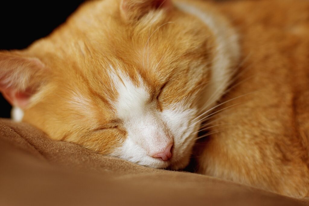 cat, sleep, red white-5001570.jpg